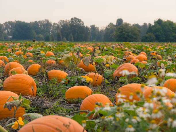 istock A beautiful pumpkin patch. Pumpkins in a field. 1281666380