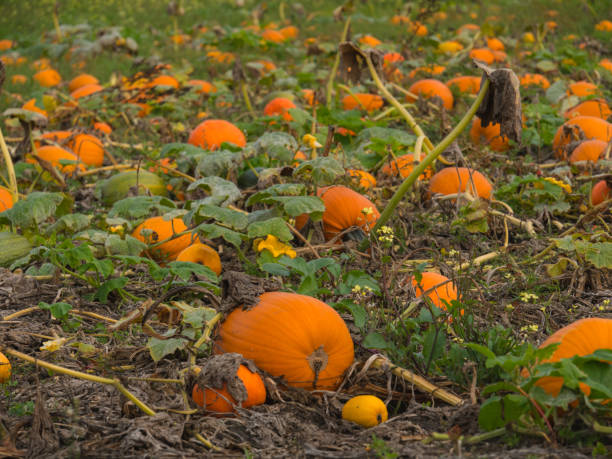 istock A beautiful pumpkin patch. Pumpkins in a field. 1281666418