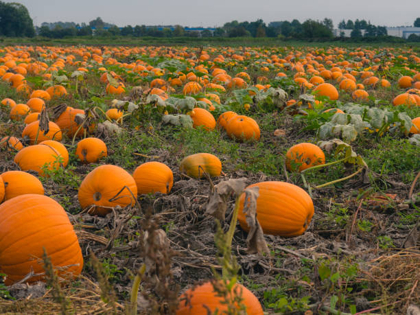 istock A beautiful pumpkin patch. Pumpkins in a field. 1281666454