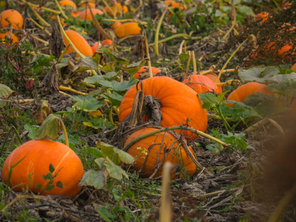 istock A beautiful pumpkin patch. Pumpkins in a field. 1281667183