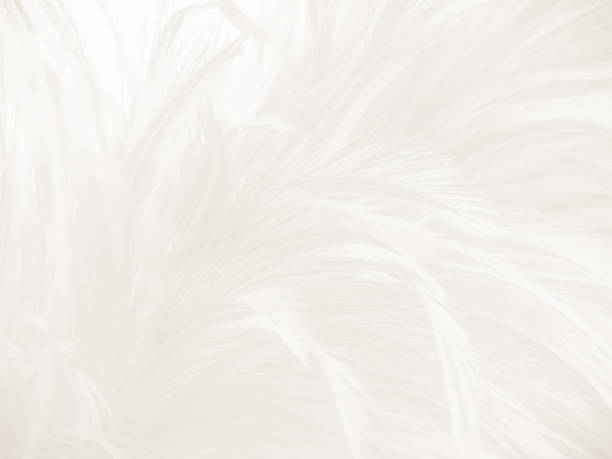 istock Beautiful abstract gray feathers on white background and soft white feather texture on white pattern and brown background, white texture, love theme, valentines day 1281667504