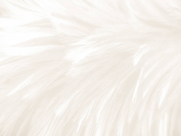 istock Beautiful abstract gray feathers on white background and soft white feather texture on white pattern and brown background, white texture, love theme, valentines day 1281667508