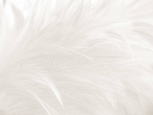 istock Beautiful abstract gray feathers on white background and soft white feather texture on white pattern and brown background, white texture, love theme, valentines day 1281667510
