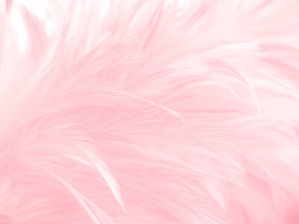 istock Beautiful​ abstract​ pink​ feathers​ on​ white​ background, gray​ white​ feathers​ on​ pink​ background, love​ banner, valentines Day​ theme, wedding 1281667523