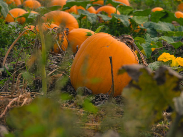 istock A beautiful pumpkin patch. Pumpkins in a field. 1281667865