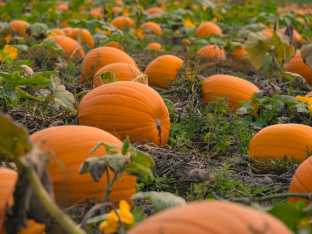 istock A beautiful pumpkin patch. Pumpkins in a field. 1281667896