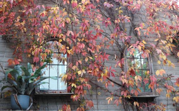 istock Five-leaved creeper in the autumn 1281668003