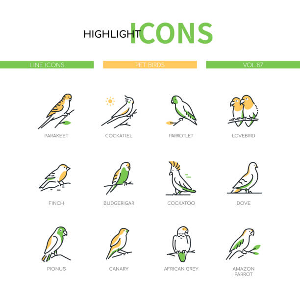 Pet birds - modern line design style icons set Pet birds - modern line design style icons set on white background. A collection of animals. Parakeet, parrotlet, lovebird, finch, budgerigar, cockatoo, dove, pionus, canary, amazon parrot images finch stock illustrations