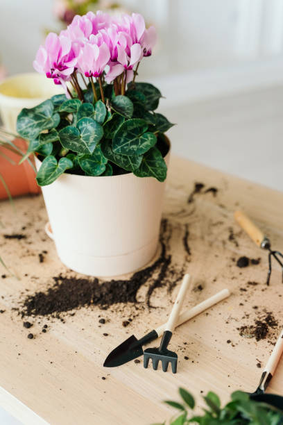 istock flower transplant, image without people, selective focus, rake and spade, cyclamen in a new pot on a wooden table at home 1281669055