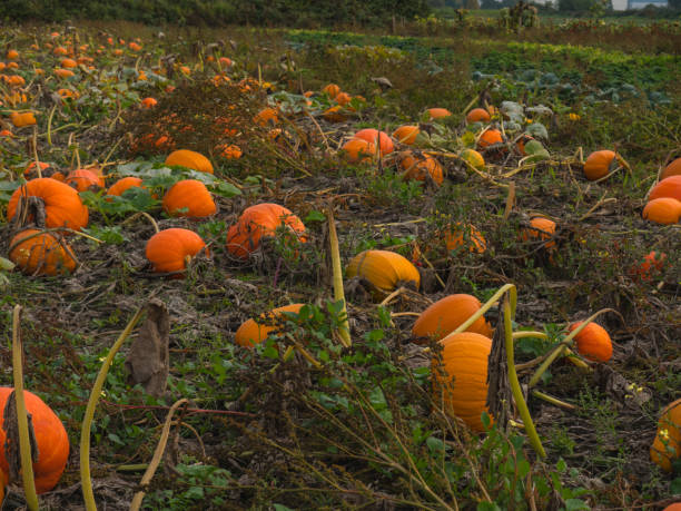 istock A beautiful pumpkin patch. Pumpkins in a field. 1281669079