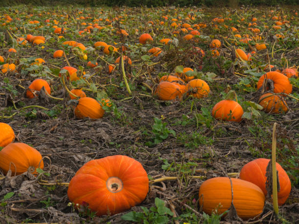 istock A beautiful pumpkin patch. Pumpkins in a field. 1281669130