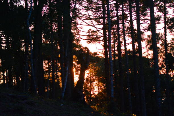 istock Dusk landscape in Santa Catarina 1281669443