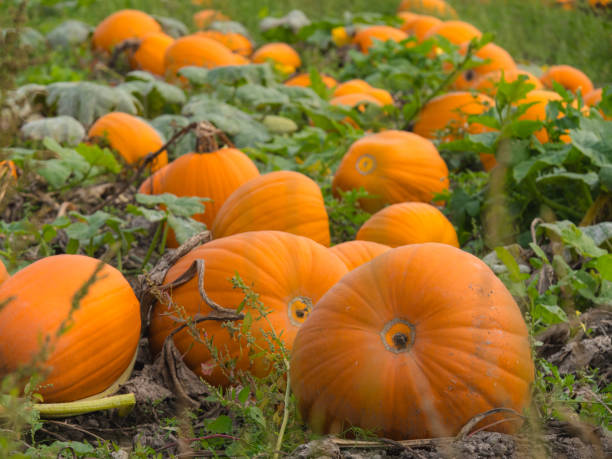 istock A beautiful pumpkin patch. Pumpkins in a field. 1281670103