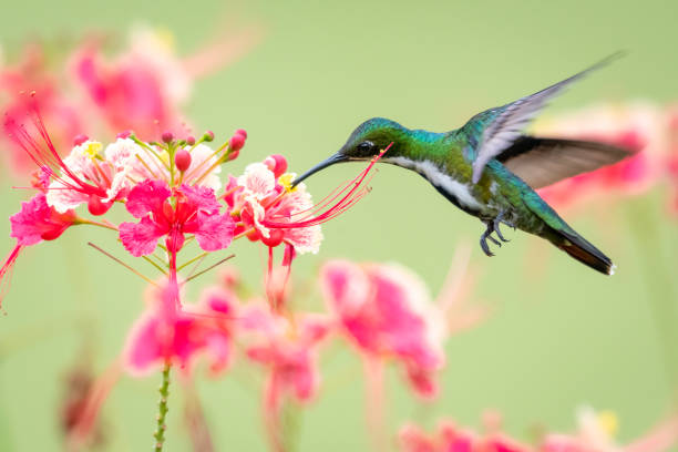 A female Black-throated Mango hummingbird feeding on Pride of Barbados blowers with a light colored background. Wildlife in nature, tropical bird in a garden, hummingbird in flight, bird in tropical surrounding. pride of barbados flower stock pictures, royalty-free photos & images
