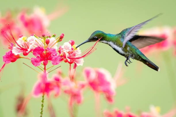 a female black-throated mango hummingbird feeding on pride of barbados blowers with a light colored background. - throated imagens e fotografias de stock