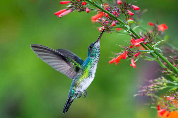 A female Blue-chinned Sapphire hummingbird feeding on Antigua Heath flowers with foliage blurred in the background. Wildlife in nature, tropical bird in a garden, hummingbird in flight, bird in tropical surrounding. blue chinned sapphire hummingbird stock pictures, royalty-free photos & images