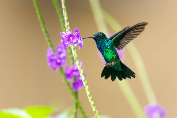 A Blue-chinned Sapphire hummingbird feeding on Vervain flowers in a garden. Wildlife in nature, tropical bird in a garden, hummingbird in flight, bird in tropical surrounding. blue chinned sapphire hummingbird stock pictures, royalty-free photos & images
