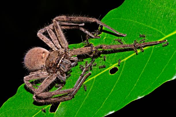istock Dead spider eaten by ants - animal behavior. 1281670303