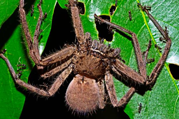 istock Dead spider eaten by ants - animal behavior. 1281670373