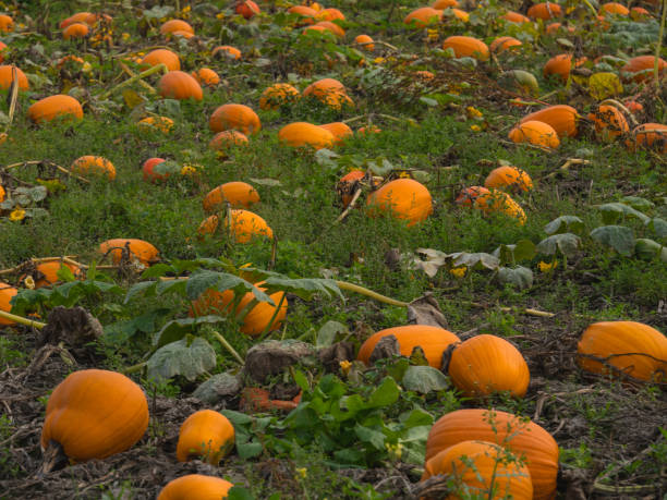 istock A beautiful pumpkin patch. Pumpkins in a field. 1281671422