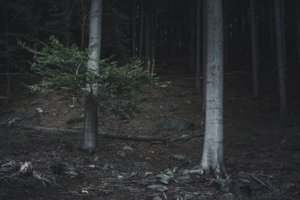 istock The forest in the fog 1281671767