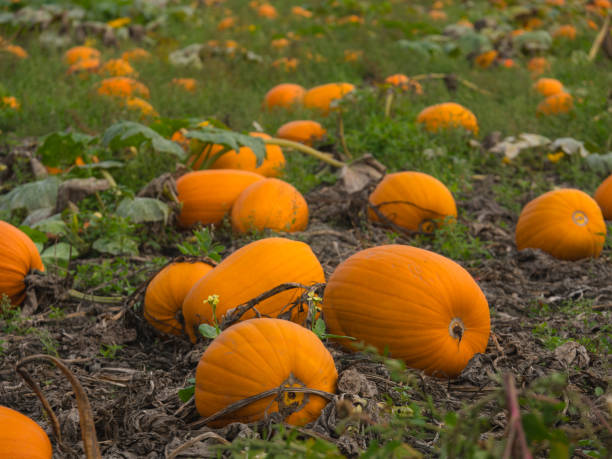 istock A beautiful pumpkin patch. Pumpkins in a field. 1281671835