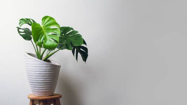 istock Monstera plant in cement pot 1281672772