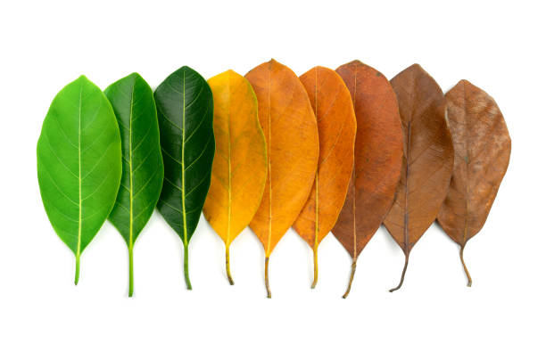 istock Collection of colorful autumn 1281672833