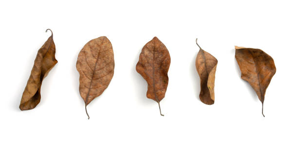 istock Collection of dry leaves isolated on white background 1281672859