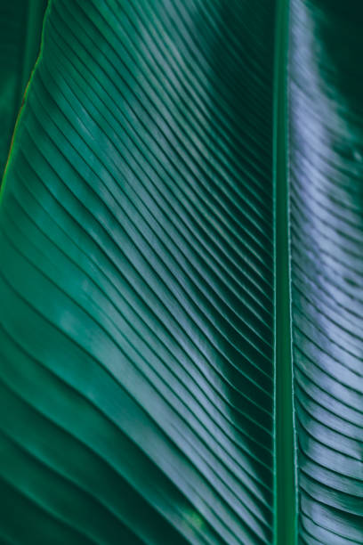 istock Abstract striped natural of banana leaf 1281672977