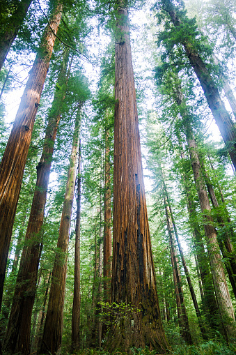 Giant Sequoia Trees at Humboldt Redwoods State Park in California, USA.