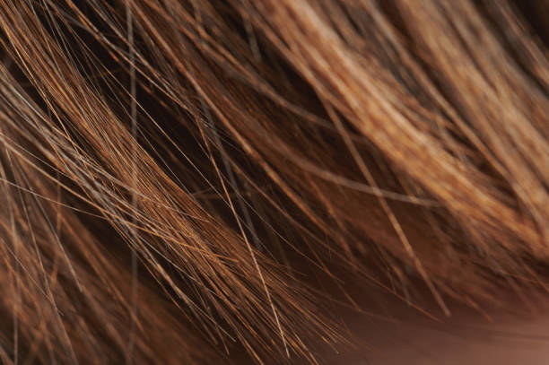 istock Brown orange color hair macro 1281674112