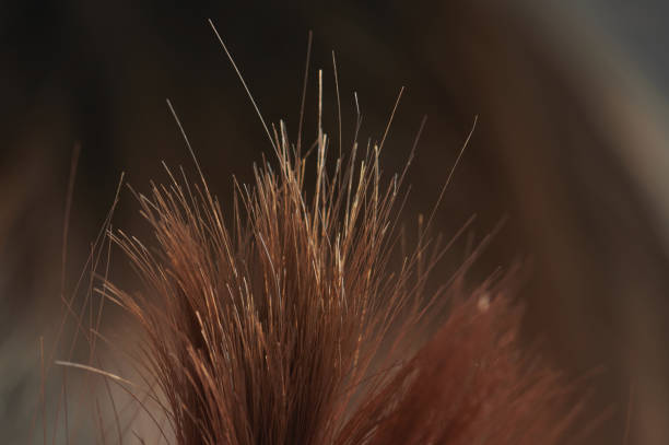 istock Brown hair ends 1281674114