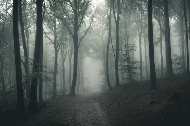 istock The forest in the fog 1281674281