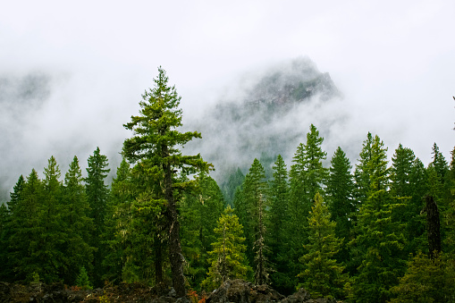 Mountain emerging through fog during rainy day in forest in Blue River Oregon