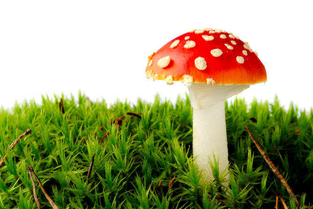Red fly agaric in green moss, isolated on white background. Mushroom toadstool in moss isolated on white background. Amanita muscaria toadstool in moss isolated on white.