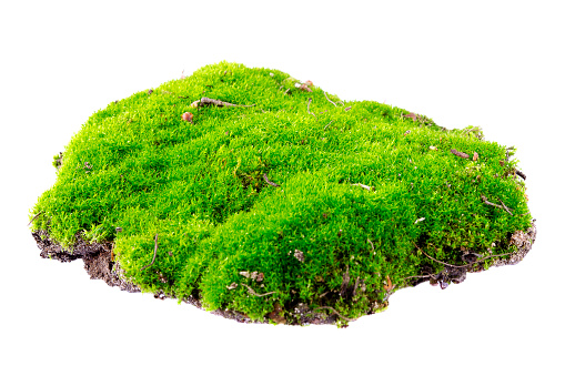 Green moss isolated on white background. Piece of green moss isolated on white background. Close-up. Fresh piece of green forest moss