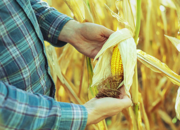 istock Man's hands holding ripe corn in the field 1281677980