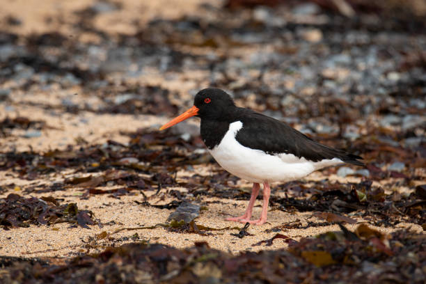 istock Eurasian oystercatcher 1281679275