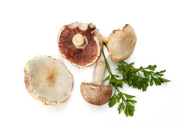 istock Wild Foraged Mushroom and parsley isolated on white background, with shadow. 1281680391