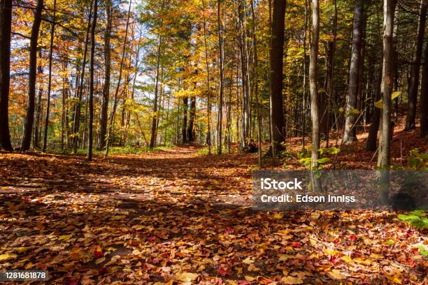 Fall Colours Autumn Stock Photo - Download Image Now - Autumn, Autumn Leaf Color, Canada