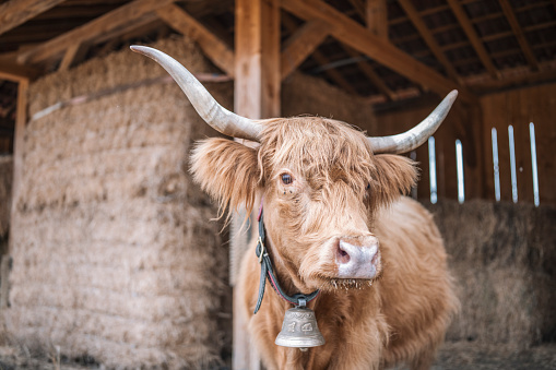 Portrait of beautiful female Scottish cattle.