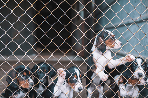 Group of little dogs standing behind fence in dog shelter.