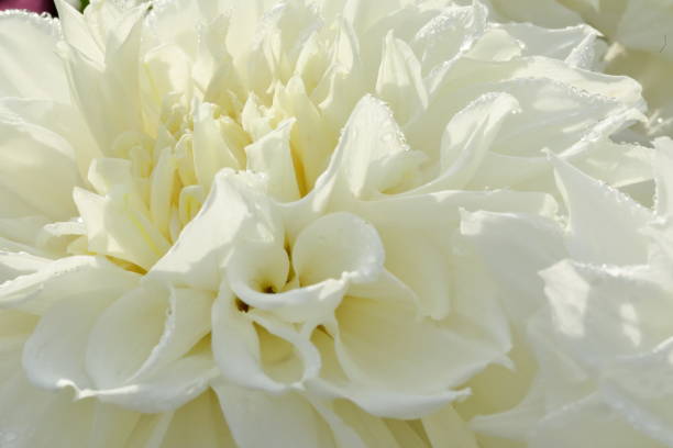 istock Close-up of a white dahlia 1281683213