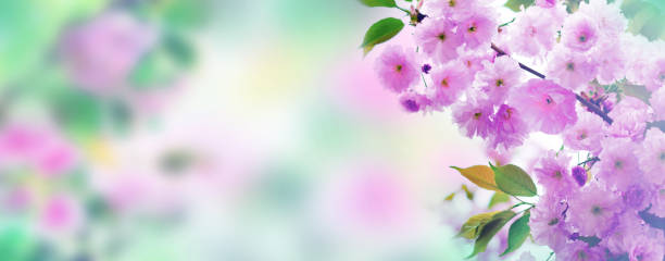 istock Cherry blossoms over nature background. Spring flowers. Spring Background with bokeh. 1281684376