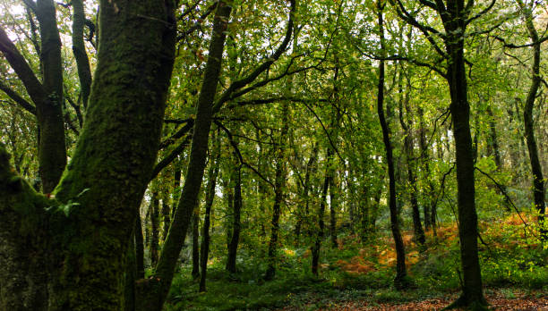 istock Autumn in an ancient Cornish woodland forrest 1281684409