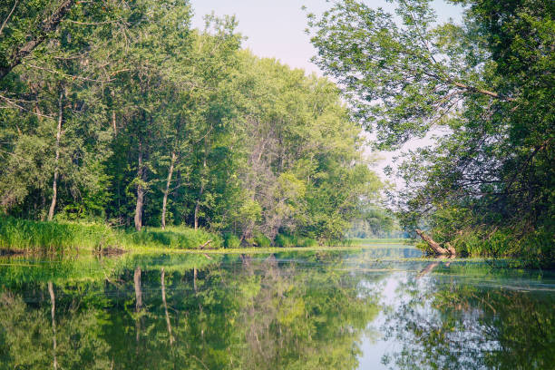 istock Small river or Bayou with banks overgrown with green forest 1281684428