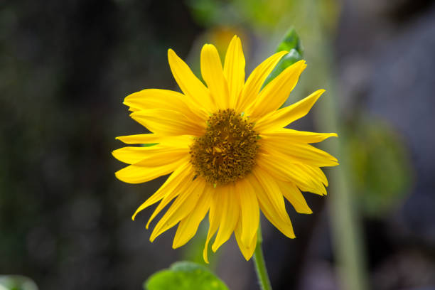 istock Sunflower natural background, Sunflower blooming 1281684487