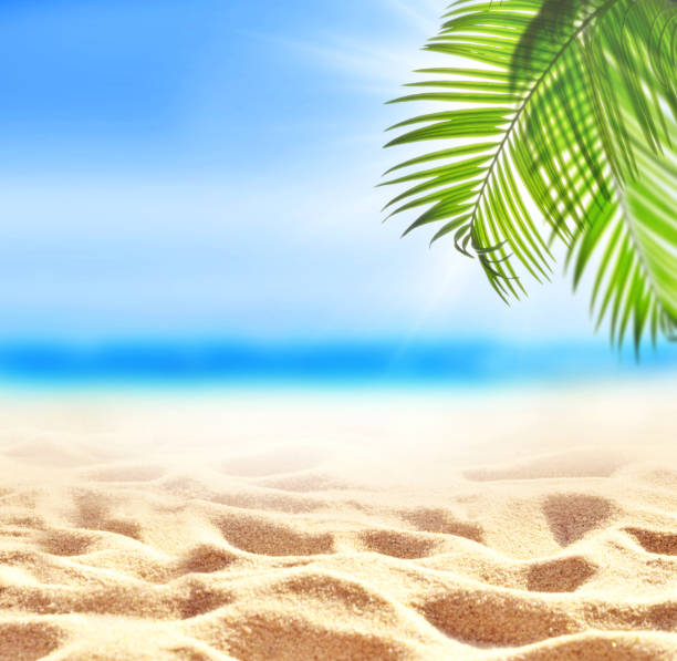 istock Summer sand beach background. Palm leaf, sea and sky. Summer concept. 1281684537
