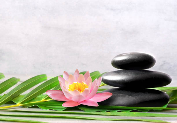 istock Stack of grey massage stones on grey background and lotus flower. 1281684556